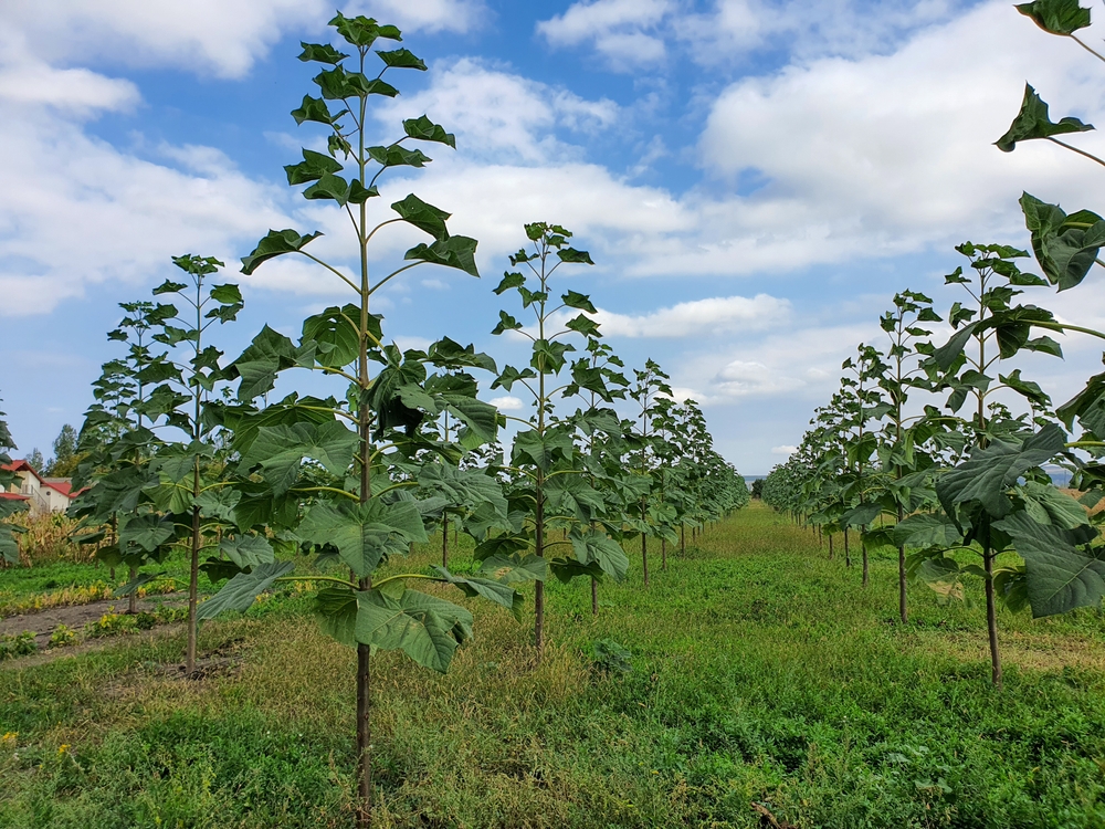 Uprawa drzew jest działalnością rolniczą